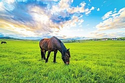 Apartmani na Zlatiboru - kuća za odmor Zlatiborski visovi